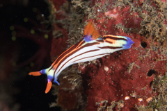 Nembrotha