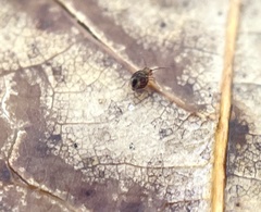 Dicyrtomina