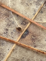 Dicyrtomina