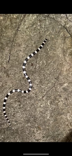 Eastern Bandy Bandy sighting