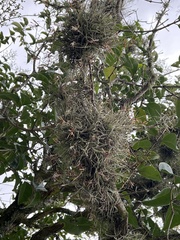 Tillandsia recurvata