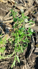 Lepidium sativum