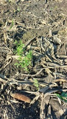 Lepidium sativum