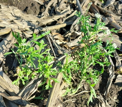 Lepidium sativum