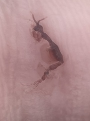 Caprella