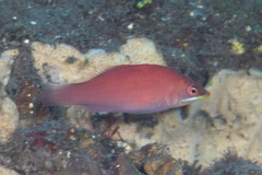 Pseudocheilinus evanidus