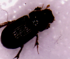 Aphodiinae
