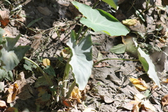 Colocasia