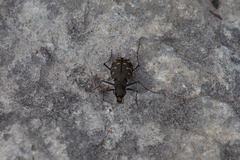 Cicindela duodecimguttata