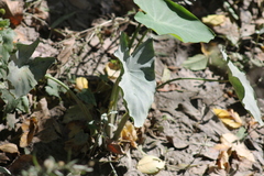 Colocasia
