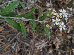 Olearia stellulata
