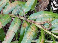 Thamnophis saurita