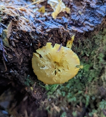 Tricholomopsis decora