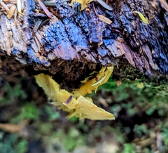 Tricholomopsis decora