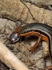 Temnopteryx phalerata