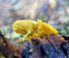 Tricholomopsis decora