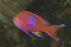 Pseudanthias pleurotaenia