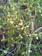 Aspalathus hispida hispida