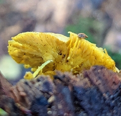 Tricholomopsis decora
