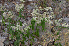 Eupatorium perfoliatum