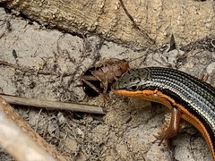 Temnopteryx phalerata