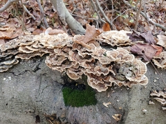 Trametes ochracea