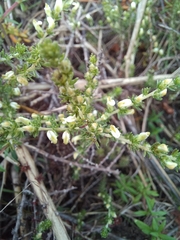 Aspalathus hispida hispida