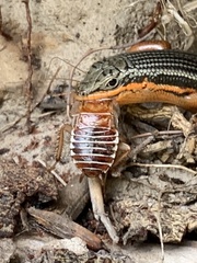 Temnopteryx phalerata