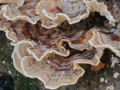Trametes ochracea