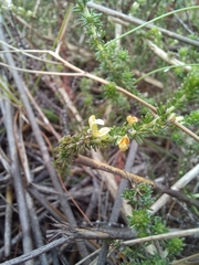 Aspalathus hispida hispida