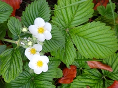 Fragaria moschata