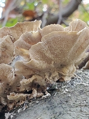 Trametes ochracea
