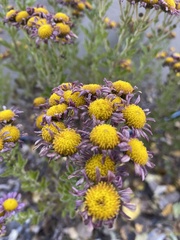 Senecio bigelovii