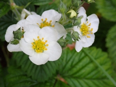 Fragaria moschata