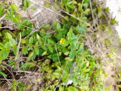 Mecardonia procumbens