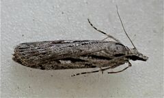 Scoparia indistinctalis