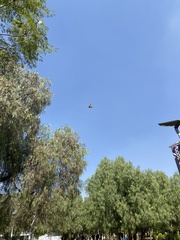 Papilio multicaudata multicaudata