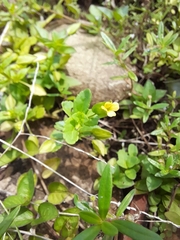 Mecardonia procumbens