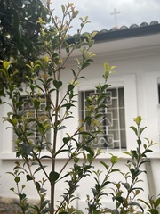 Ligustrum ovalifolium