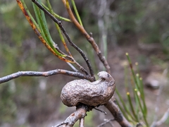 Hakea epiglottis
