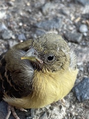Papilio multicaudata multicaudata