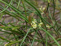 Hakea epiglottis