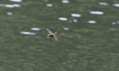 Anax longipes