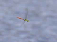 Anax longipes