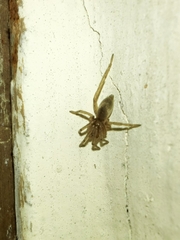 Gnaphosidae