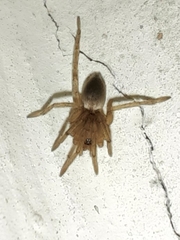 Gnaphosidae