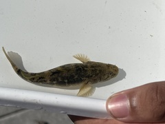 Gillichthys mirabilis