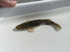 Gillichthys mirabilis