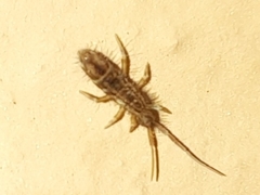 Orchesella