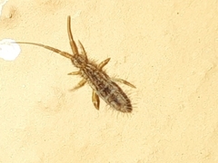 Orchesella